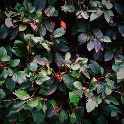 Close-up of leaves