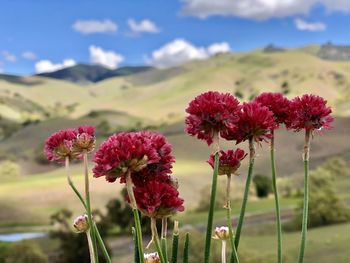 Close-up of flowering plant on field against sky