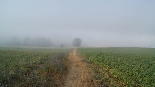 Dirt road amidst grassy field against sky during foggy weather