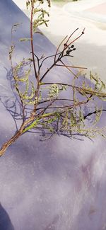 High angle view of frozen plants during winter