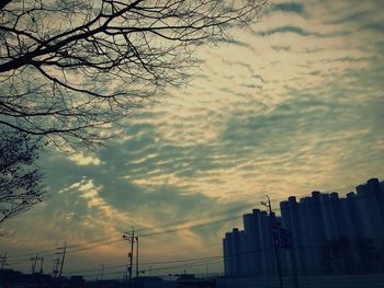 Low angle view of trees against sky