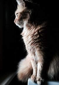 Low angle view of cat sitting at home