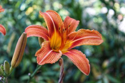 Close-up of orange day lily