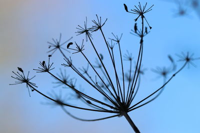 Low angle view of flowering plants against sky