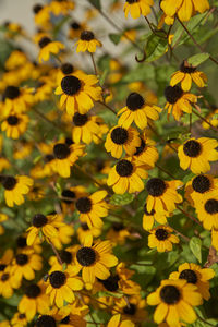 Close-up of yellow flowering plant