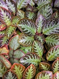 Full frame shot of succulent plants