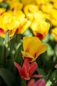 Close-up of yellow tulip