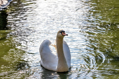 Swans swimming in lake