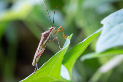 Close-up of insect on leaf