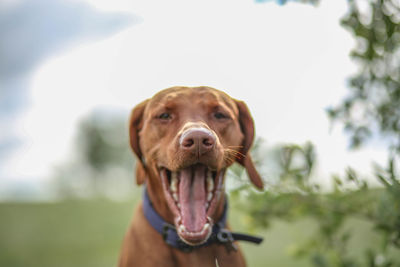 Close-up portrait of dog