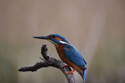 Close-up of bird perching on branch