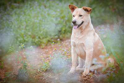 Dog looking away while sitting on land