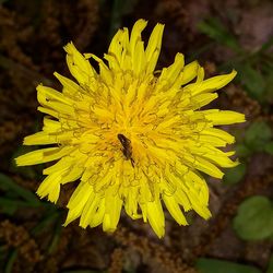 Close-up of yellow flower