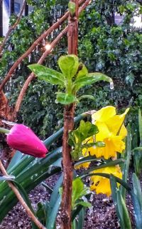 Cactus growing on tree