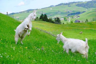 Close-up of goats on grassy field