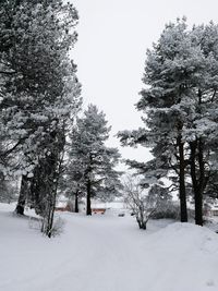 Trees against sky during winter