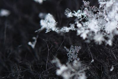 Close-up of frozen flower on field