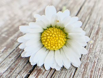 Close-up of white daisy flower