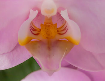 Close-up of pink rose flower