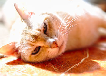 Close-up of cat sleeping on bed