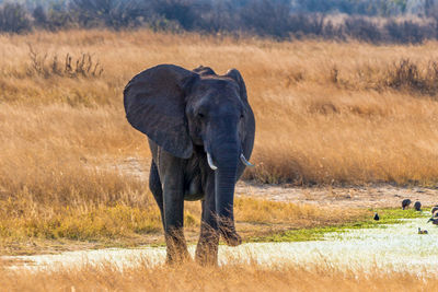 Elephant in a field