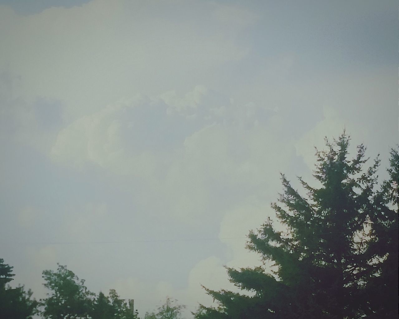 tree, low angle view, sky, cloud - sky, tranquility, beauty in nature, nature, scenics, growth, tranquil scene, cloudy, high section, outdoors, no people, cloud, day, idyllic, weather, branch, treetop