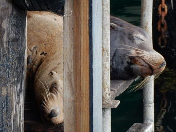 Seals resting on wooden plank