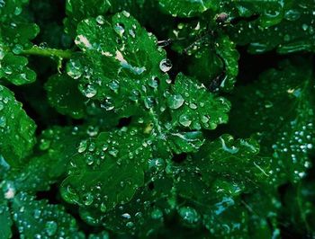 Full frame shot of green leaves