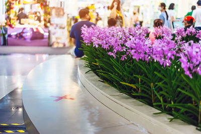 Close-up of purple flowering plants on table in city