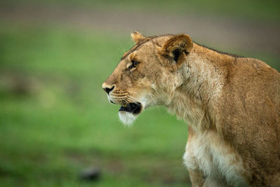 Close-up of lioness staring with mouth open