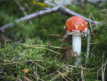 Close-up of mushroom growing on field