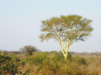 Tree on field against clear sky