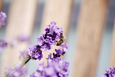 Close-up of bee on purple flower