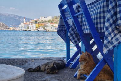 Dog by sea against sky in city