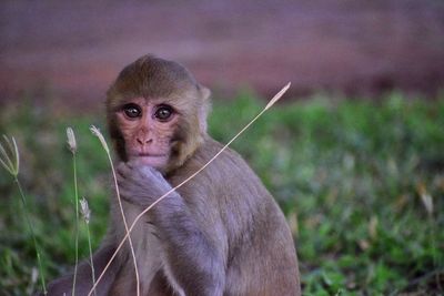 Portrait of a monkey in a green grass garden.