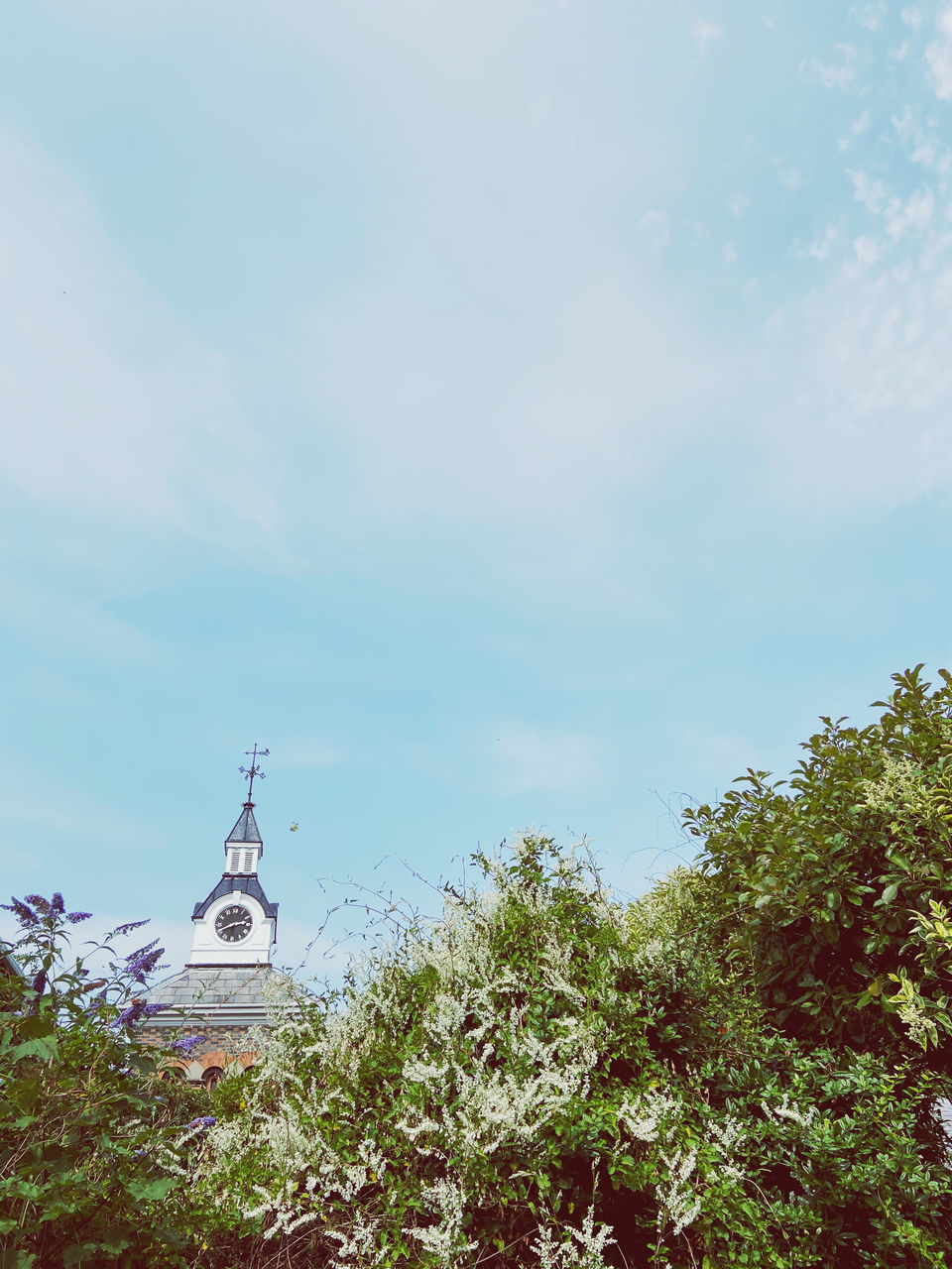 PLANTS AND TREES AGAINST SKY