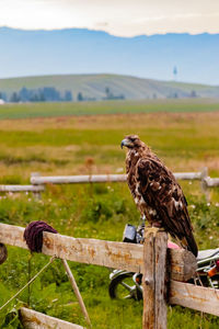 Bird perching on wooden post in field