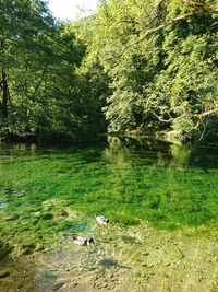 Scenic view of river amidst trees in forest