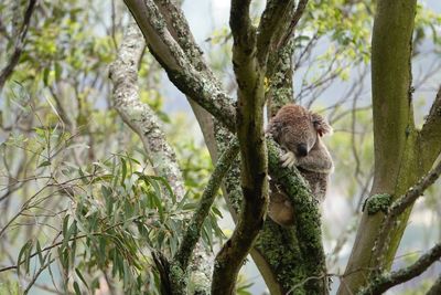 Low angle view of squirrel on tree