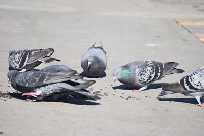 Close-up of dead animal