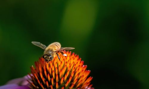 Close-up of bee pollinating flower