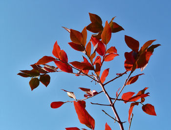 Low angle view of maple leaves against blue sky