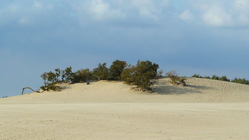 Trees on desert against sky