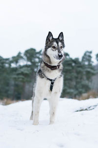 Dog on snow field against sky