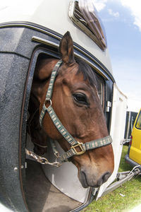 Close-up of horse cart against sky