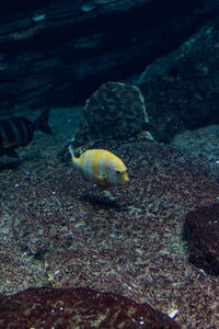Close-up of turtle swimming in sea