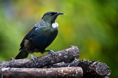 Close-up of bird perching on wood