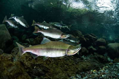 Pink salmon's run in rausu, hokkaido , japan