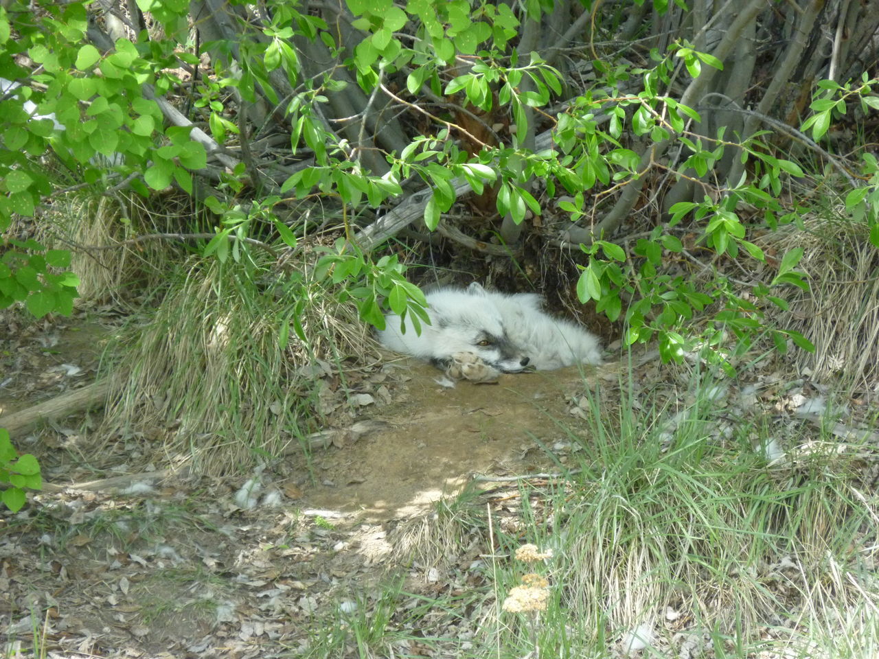 CAT LYING ON A FIELD