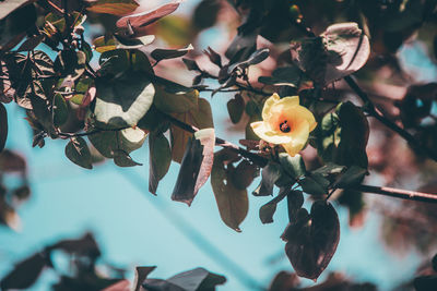 Close-up of flowering plant against trees